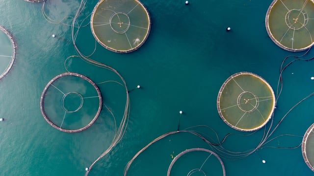 New food-testing method a ‘game-changer’ for food supply chain