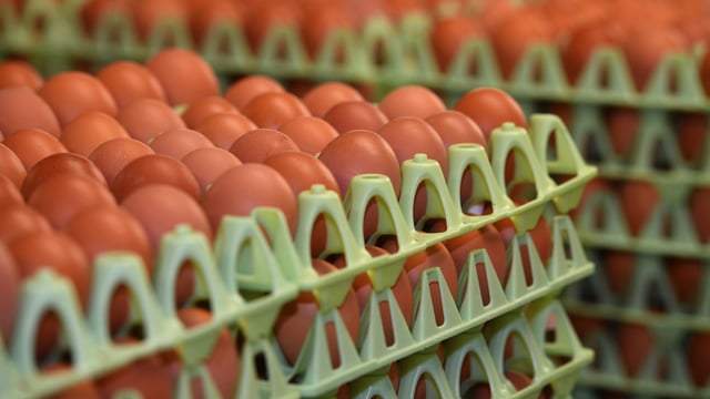 Morrisons forging strong links with NI egg industry