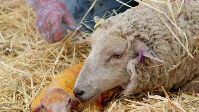 Search is on for BVA’s Young Vet of the Year 2023