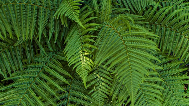 Bracken control: Asulam approved for use in England