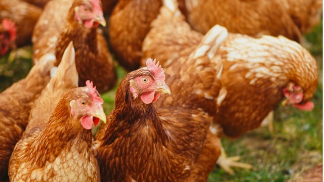 ‘Positive outlooks ahead’ for pig, poultry and egg sectors