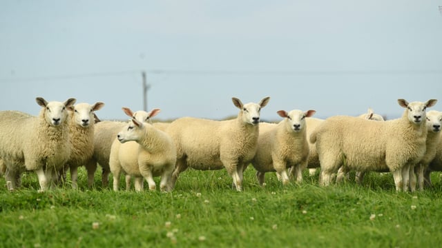 Spotlight on Texels ahead of Sheep Northern Ireland event