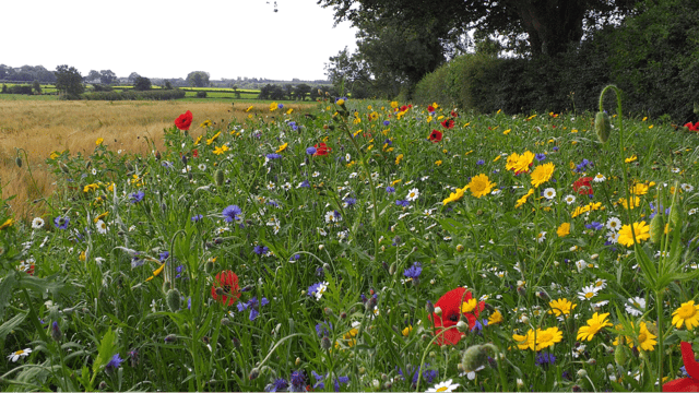UFU welcomes ‘clarity’ on farm support programme