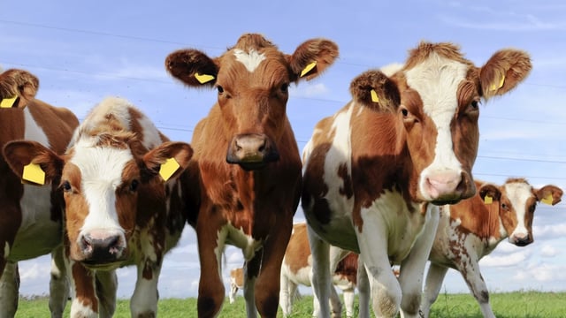 US beef cow herd falls to 52-year low