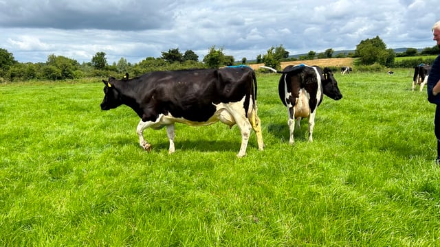 Killuragh herd the star of Pure Friesian Open Day