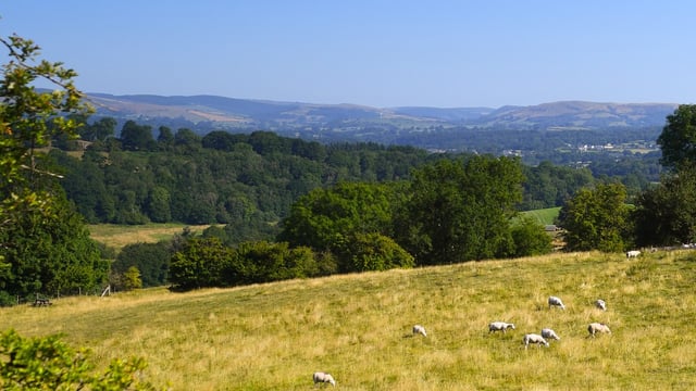 Avian influenza prevention zone implemented in Wales