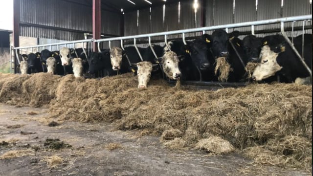 Methane reduction methodology launched for beef producers