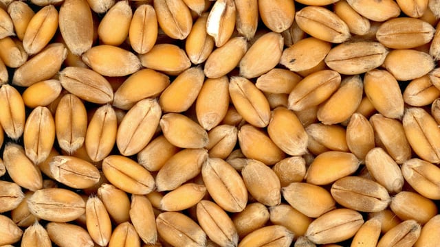 Black Sea Grain Initiative: 2.5% of exports to low-income countries