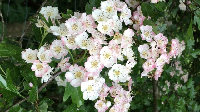 CAFRE: Hedgerow managing tips that ‘benefit’ the environment