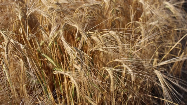 Poor weather stymies start of NI winter barley harvest