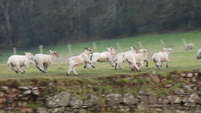Forum to discuss future of sheep farming at Llandovery Sheep Festival