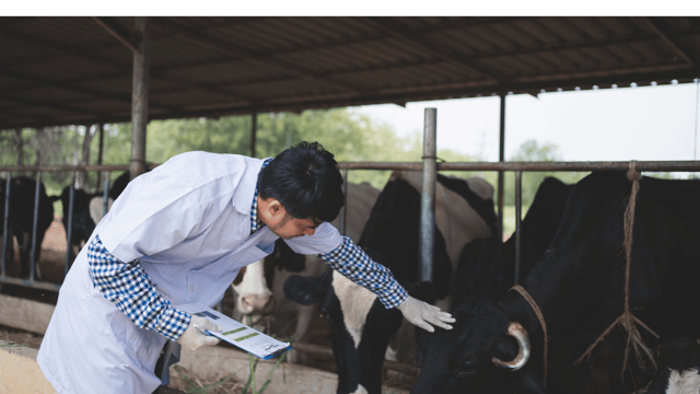 Entries for Young Vet of the Year open