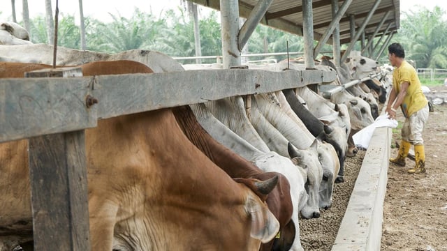 Brazil buys milk powder to support dairy farmers against imports