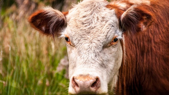 AHDB to host bluetongue technical webinar for vets