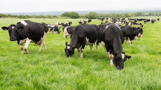 Llandysul farmer fined £6k for not adhering to cattle regulations