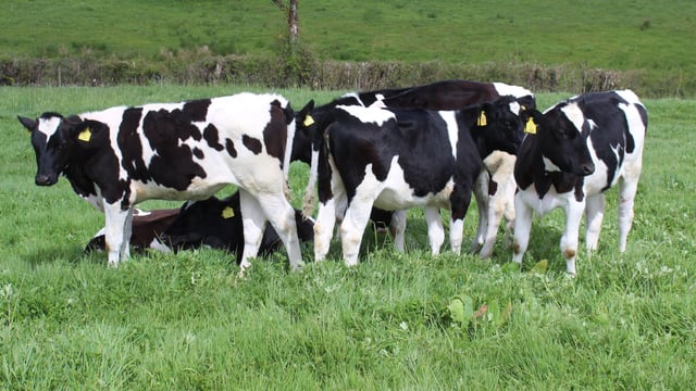 Can smart-tech help detect disease in dairy cows earlier?