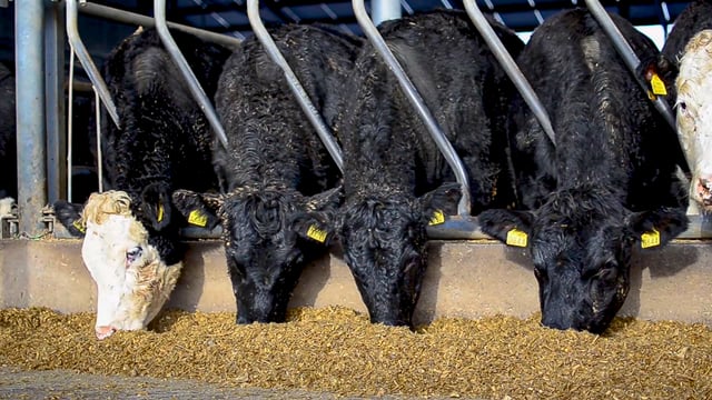 Meat Promotion Wales: Record high for British beef prices