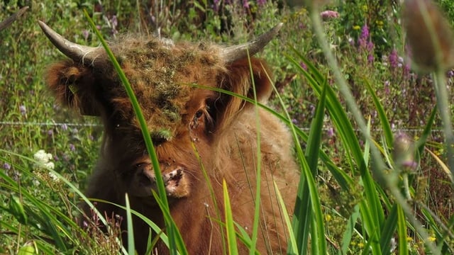 Highland cattle help wetland reserve by grazing vegetation