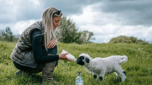 Diversification: UK farm makes Europe’s first sheep’s milk vodka