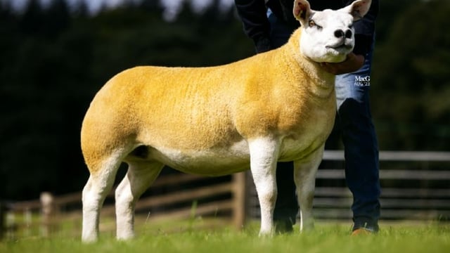 Strong gimmer trade at Texel Sheep Society’s Scottish sale