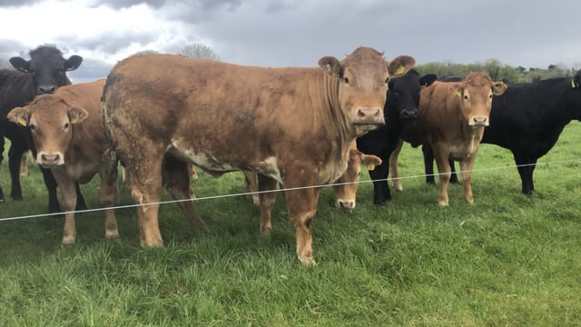JBS SA: Outlook for US beef not going to improve soon