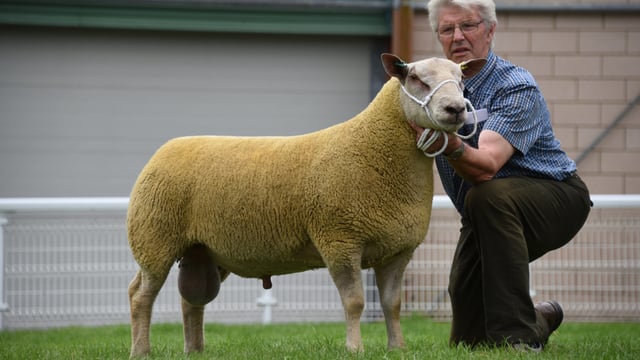 NSA Wales and Border early sale produces top price of 3,800gns