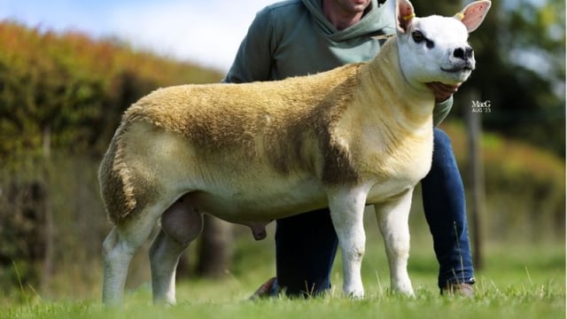 Record ram averages at the Scottish National Texel Sale