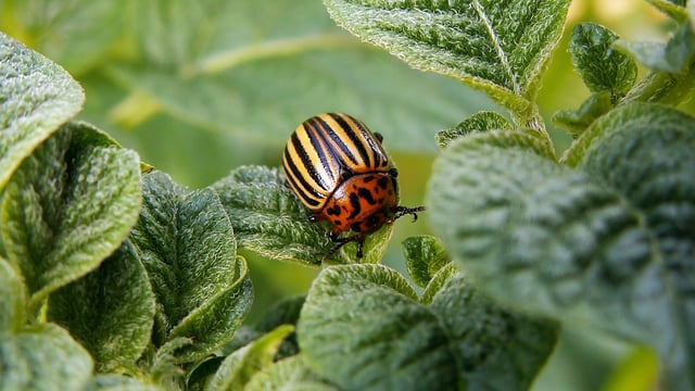 Colorado potato beetle: Larvae confirmed in Kent for second time