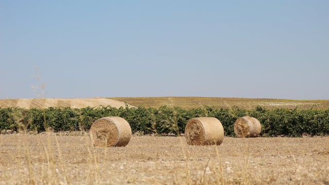 Later first cut silages show effect of poor weather – ForFarmers