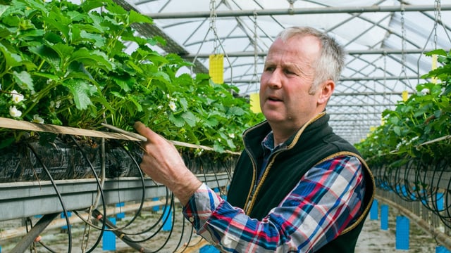 Calls for Scottish horticulture sector to review seasonal worker scheme