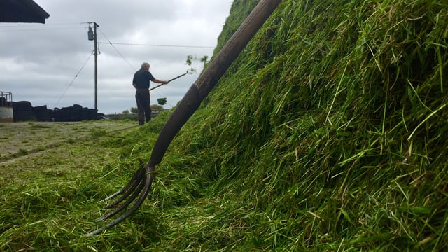 Getting silage analysed before winter housing