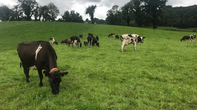 Roll out of NIFAIS sees some access ‘teething issues’ for farmers and vets