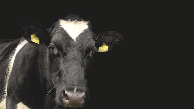 RH&W and FUW urge vigilance after Kent bluetongue case