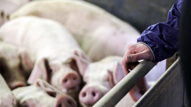 Sweden records first ever case of African swine fever