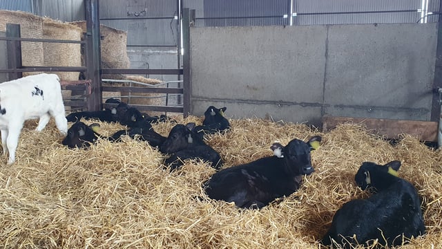 New 3D calf housing app to help NI farmers reduce disease