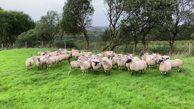 What age should replacement ewes be first mated at?