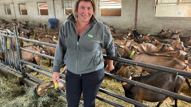 Receiving a 90c/L milk price on 250-goat farm in France
