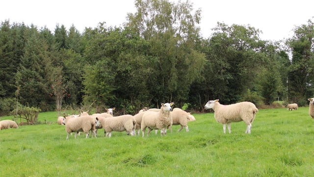 Appeal for info after German Shepherd kills sheep in Flintshire
