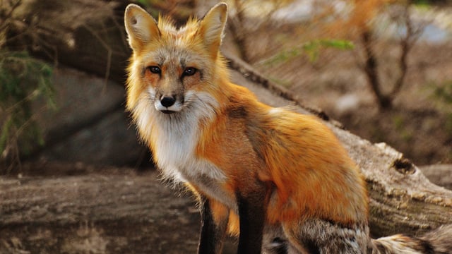 Scottish snare trap ban progresses past Stage 2