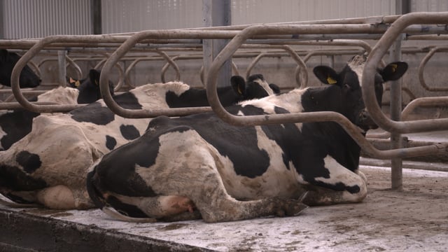 Drying-off: Getting to know the bacteria on your farm