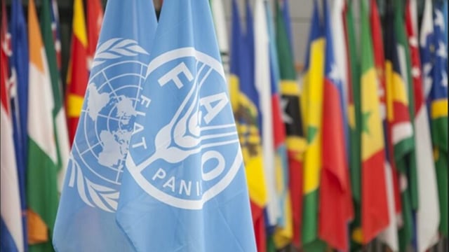FAO reveals hidden costs of food production and consumption