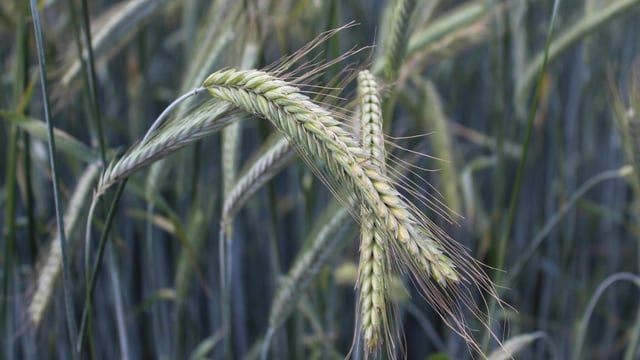 Tillage: Getting the early agronomy of winter crops right is crucial