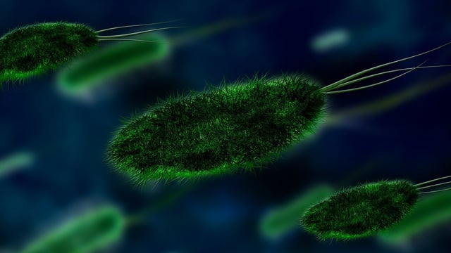 Research: Antibiotic removal not a ‘reset button’ for AMR