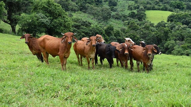 Drop in livestock numbers would ‘irreparably damage’ Welsh industry – HCC