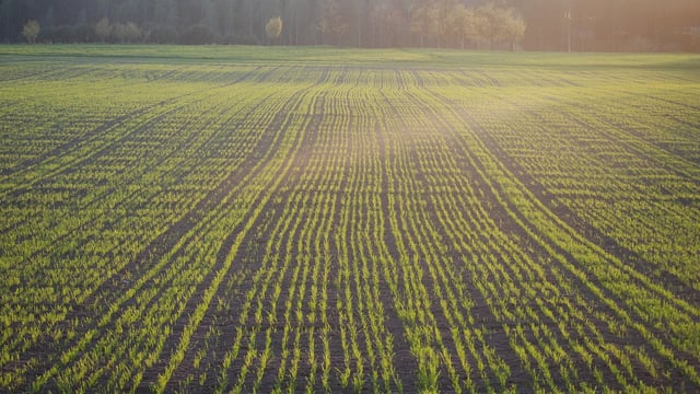 Tillage: Placed phosphate fertiliser on cereal seed beds