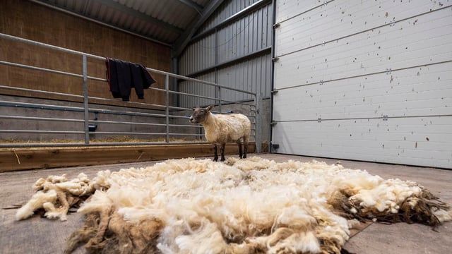 ‘Britain’s loneliest sheep’ rescued at the foot of Scottish cliffs after two years