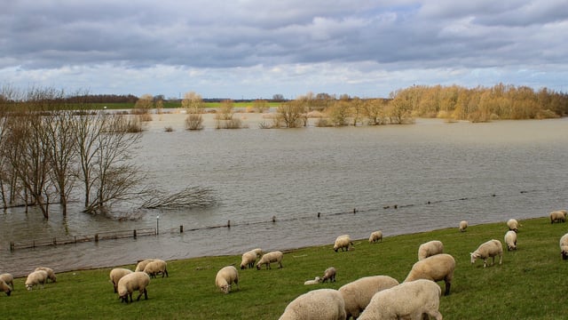 NIFRS rescues 30 sheep from field flooding in Co. Down