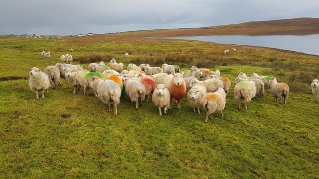 Managing 650 breeding ewes on the Shetland Islands