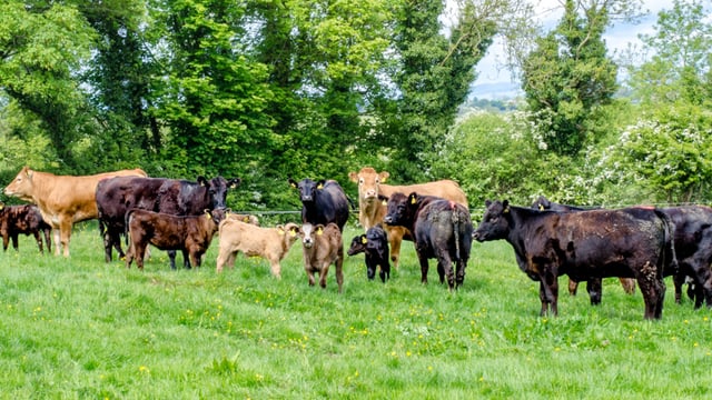 Intensify livestock production in ‘relevant locations’ – FAO