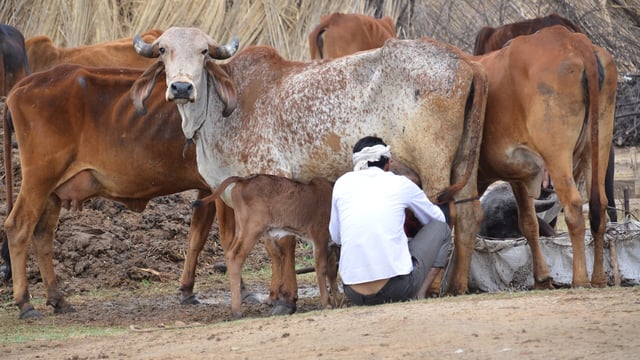Farmers worldwide and their transition to ‘climate-smart agriculture’